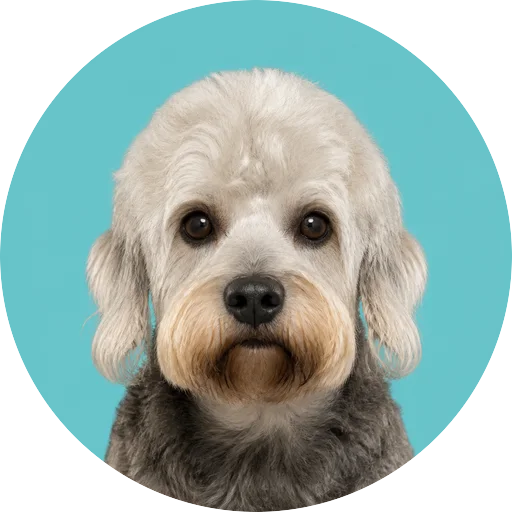 Retrato frontal de cachorro da raça Dandie Dinmont Terrier em fundo turquesa
