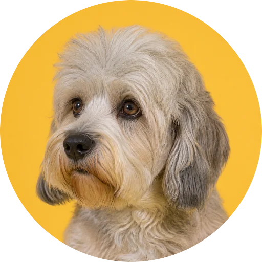 Retrato em ângulo três quartos de cachorro da raça Dandie Dinmont Terrier em fundo mostarda