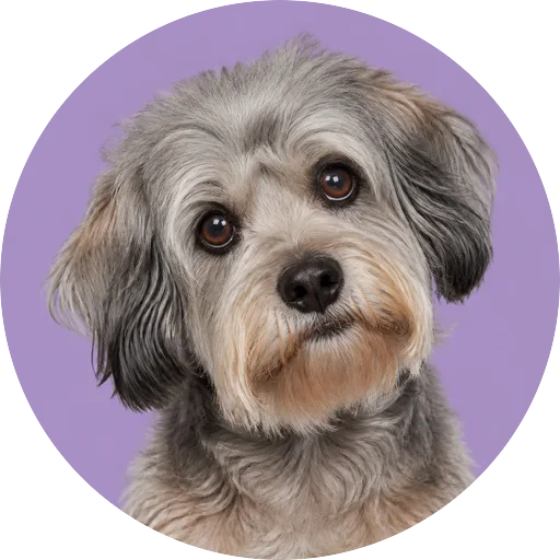 Retrato de cachorro da raça Dandie Dinmont Terrier com leve inclinação da cabeça em fundo lilás
