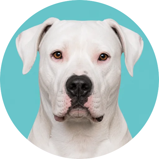 Retrato frontal de cachorro da raça Dogo Argentino em fundo turquesa