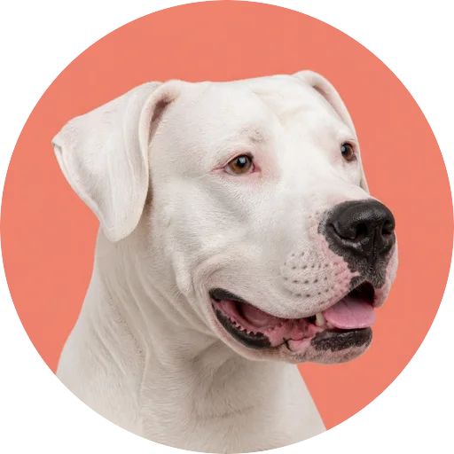 Retrato em ângulo três quartos de cachorro da raça Dogo Argentino em fundo coral
