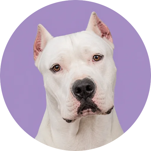 Retrato de cachorro da raça Dogo Argentino com leve inclinação da cabeça em fundo lilás