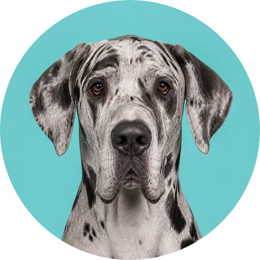 Retrato frontal de cachorro da raça Dogue Alemão em fundo turquesa