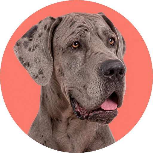 Retrato em ângulo três quartos de cachorro da raça Dogue Alemão em fundo coral