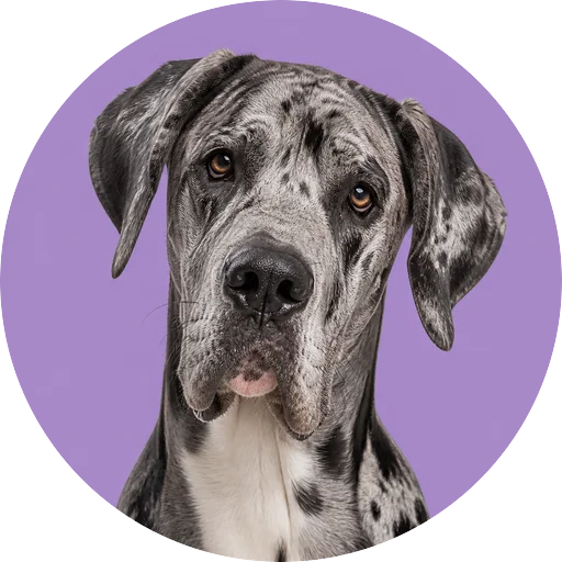 Retrato de cachorro da raça Dogue Alemão com leve inclinação da cabeça em fundo lilás