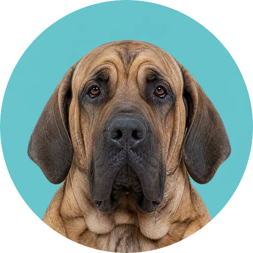 Retrato frontal de cachorro da raça Fila Brasileiro em fundo turquesa