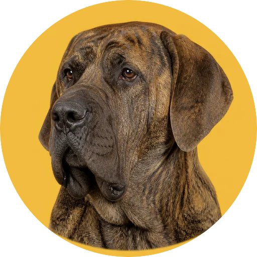 Retrato em ângulo três quartos de cachorro da raça Fila Brasileiro em fundo mostarda