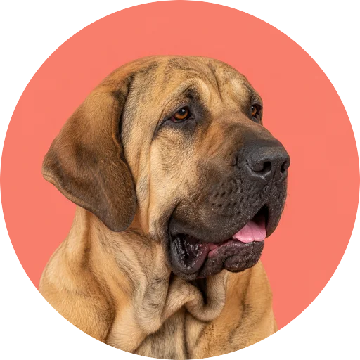 Retrato em ângulo três quartos de cachorro da raça Fila Brasileiro em fundo coral