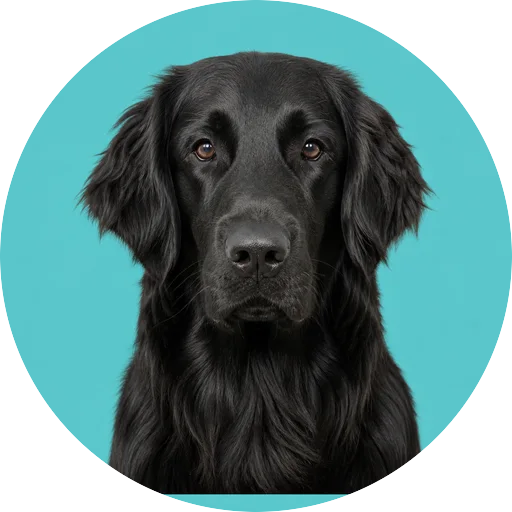 Retrato frontal de cachorro da raça Flat-Coated Retriever em fundo turquesa