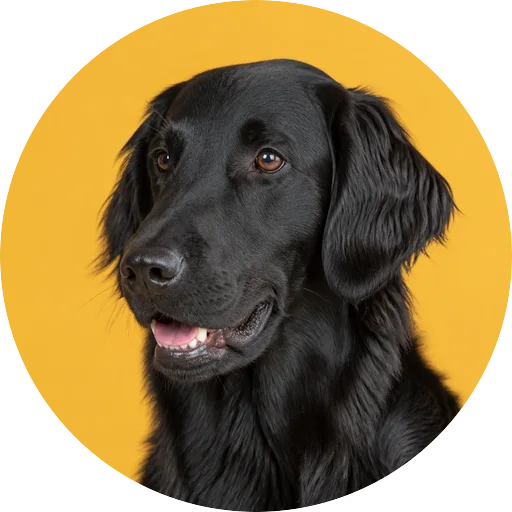 Retrato em ângulo três quartos de cachorro da raça Flat-Coated Retriever em fundo mostarda