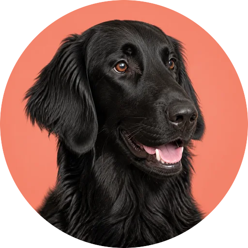 Retrato em ângulo três quartos de cachorro da raça Flat-Coated Retriever em fundo coral