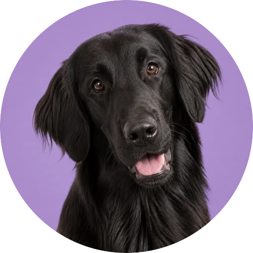 Retrato de cachorro da raça Flat-Coated Retriever com leve inclinação da cabeça em fundo lilás