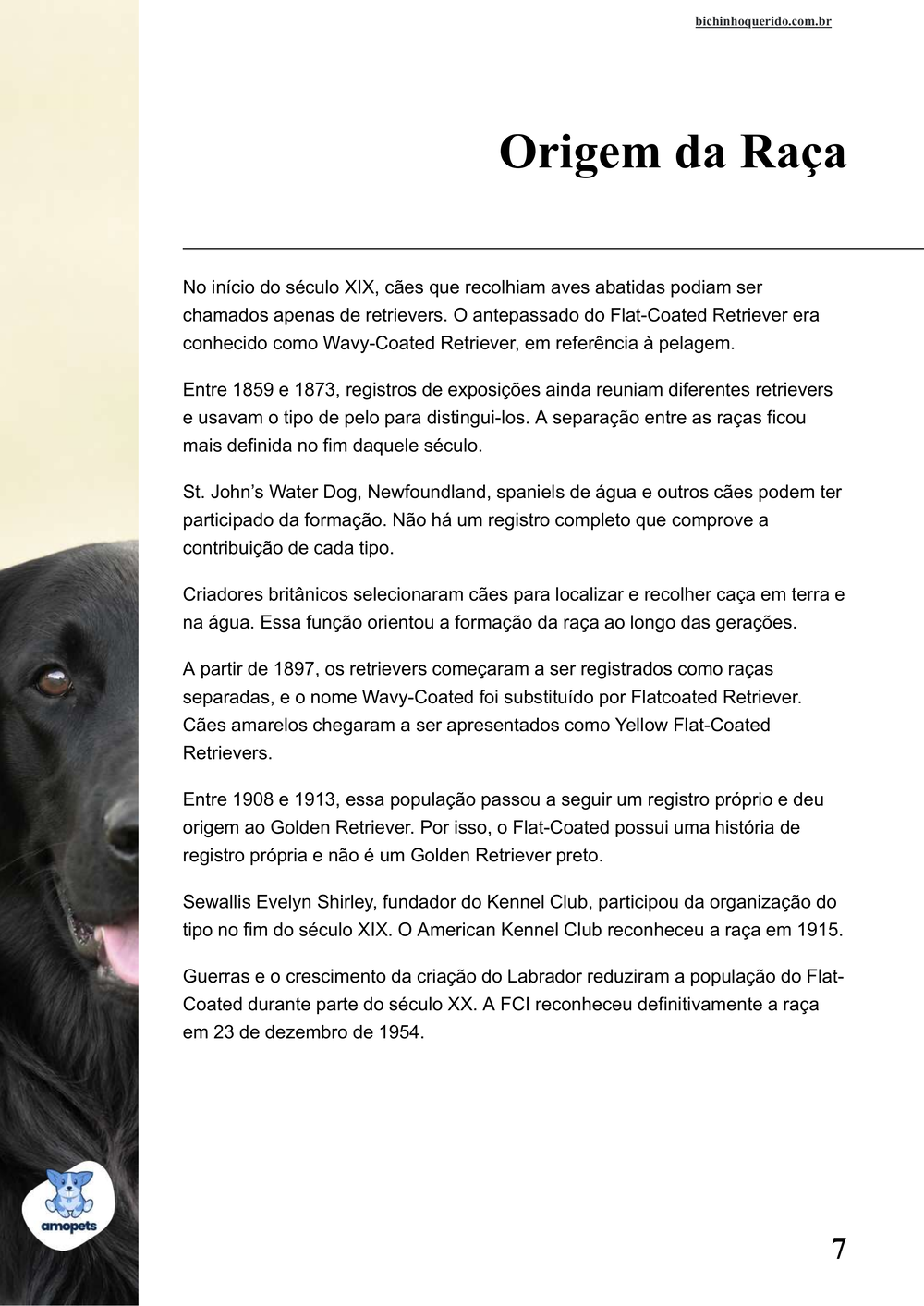 origem da raça no e-book Guia de Como Cuidar do Flat-Coated Retriever