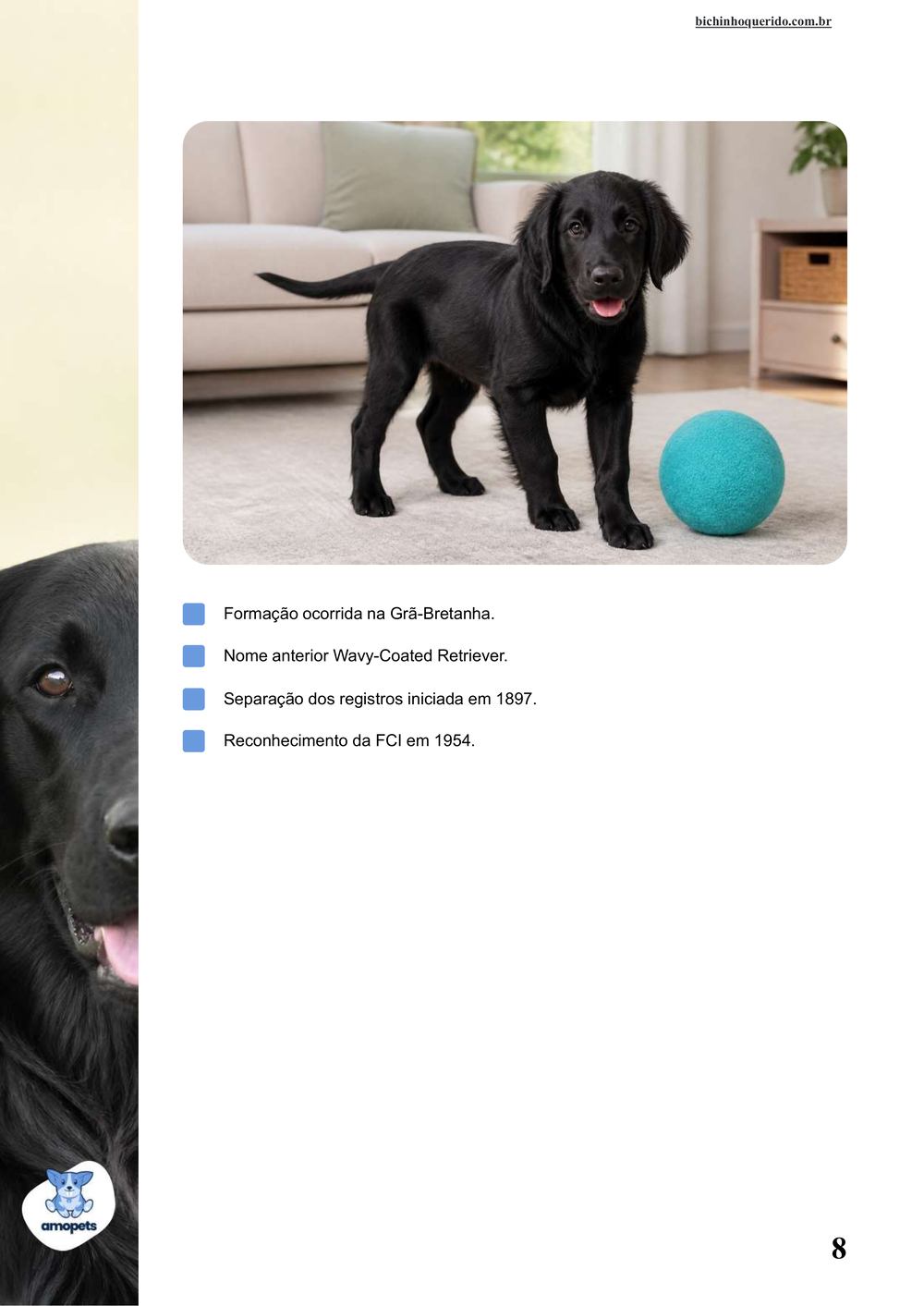características do Flat-Coated Retriever no e-book Guia de Como Cuidar do Flat-Coated Retriever