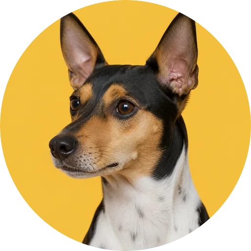 Retrato em ângulo três quartos de cachorro da raça Fox Paulistinha em fundo mostarda