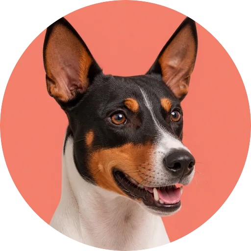 Retrato em ângulo três quartos de cachorro da raça Fox Paulistinha em fundo coral