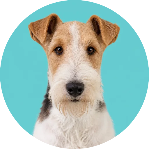 Retrato frontal de cachorro da raça Fox Terrier de Pelo Duro em fundo turquesa