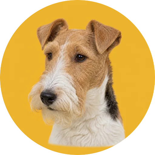 Retrato em ângulo três quartos de cachorro da raça Fox Terrier de Pelo Duro em fundo mostarda