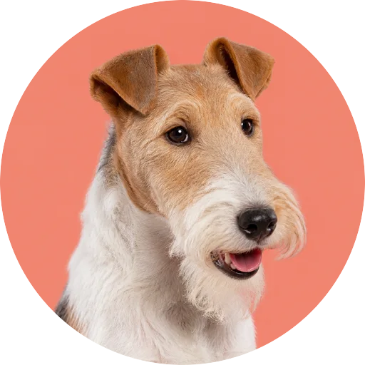 Retrato em ângulo três quartos de cachorro da raça Fox Terrier de Pelo Duro em fundo coral