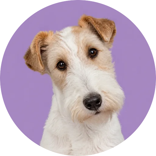 Retrato de cachorro da raça Fox Terrier de Pelo Duro com leve inclinação da cabeça em fundo lilás