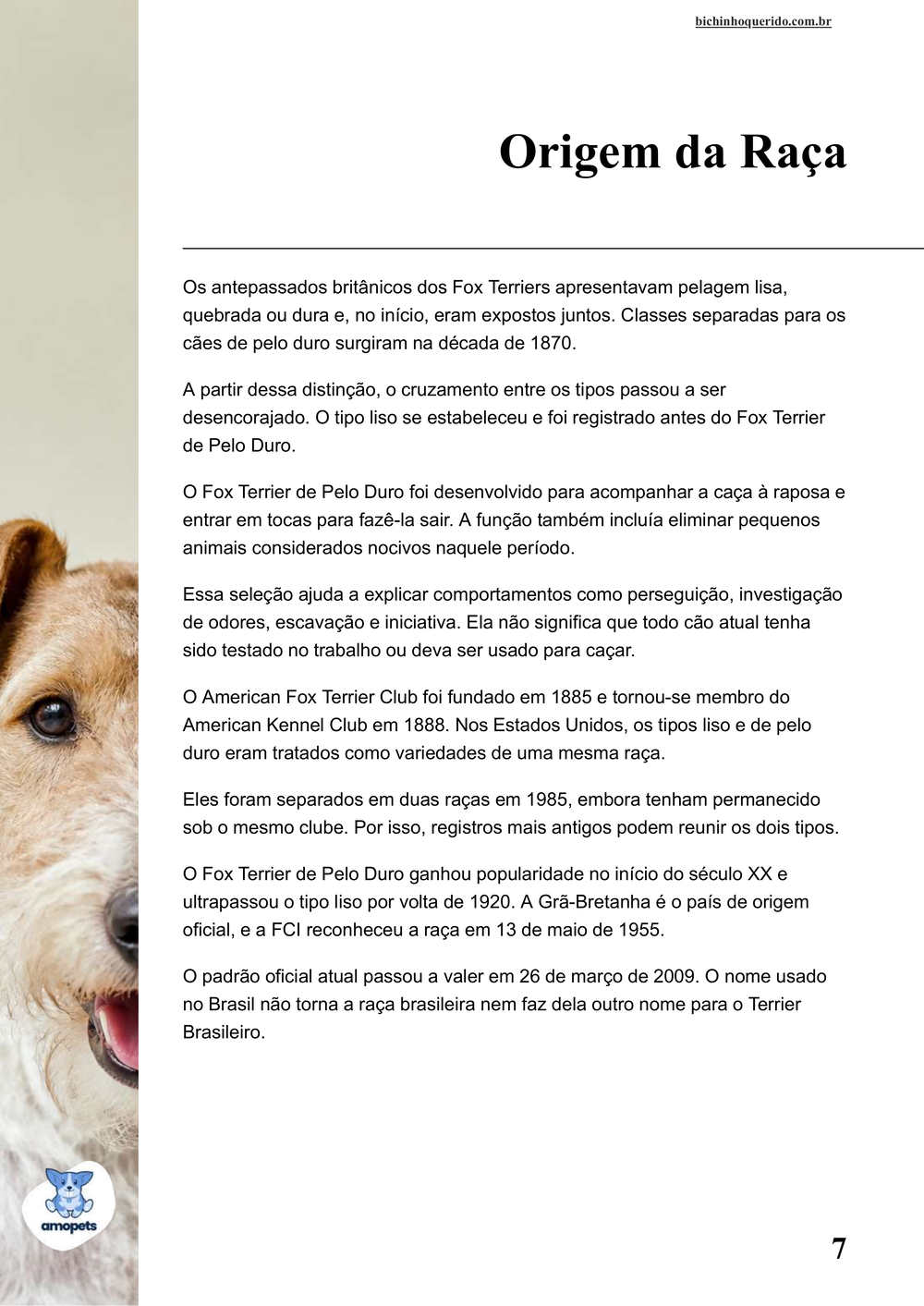 origem da raça no e-book Guia de Como Cuidar do Fox Terrier de Pelo Duro