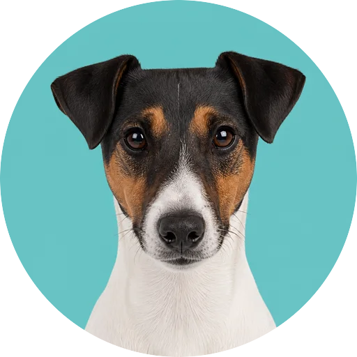 Retrato frontal de cachorro da raça Fox Terrier de Pelo Liso em fundo turquesa