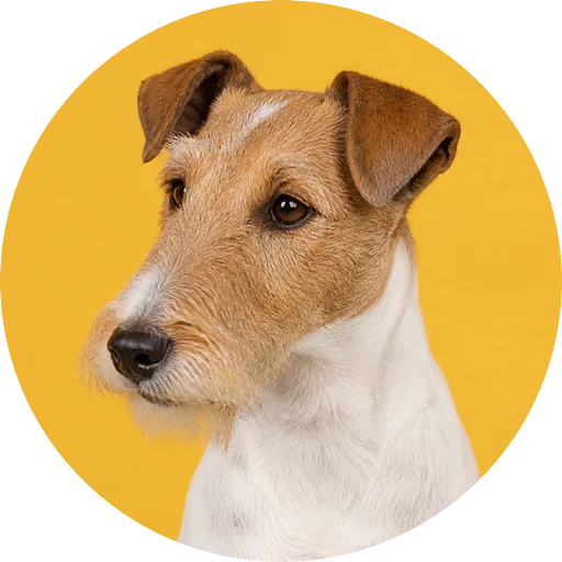 Retrato em ângulo três quartos de cachorro da raça Fox Terrier de Pelo Liso em fundo mostarda