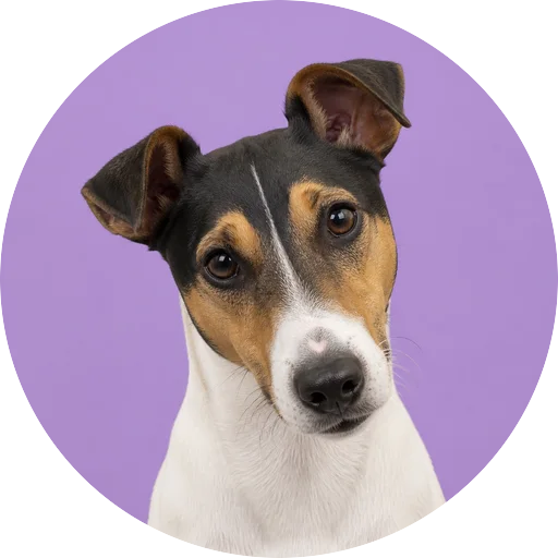 Retrato de cachorro da raça Fox Terrier de Pelo Liso com leve inclinação da cabeça em fundo lilás