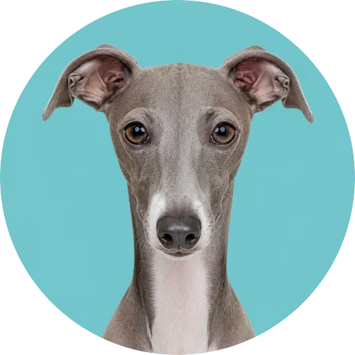 Retrato frontal de cachorro da raça Galgo Italiano em fundo turquesa
