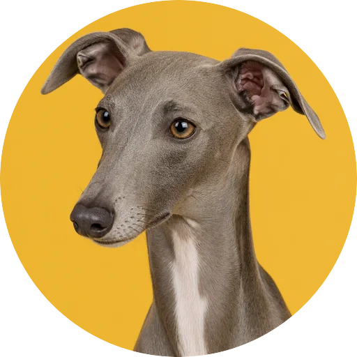 Retrato em ângulo três quartos de cachorro da raça Galgo Italiano em fundo mostarda