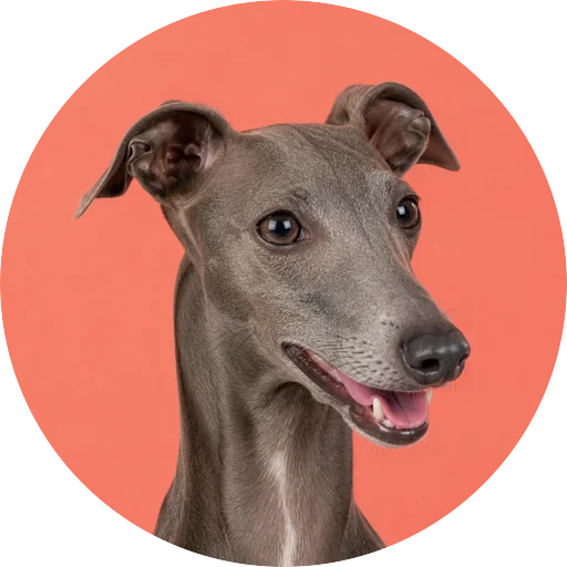 Retrato em ângulo três quartos de cachorro da raça Galgo Italiano em fundo coral