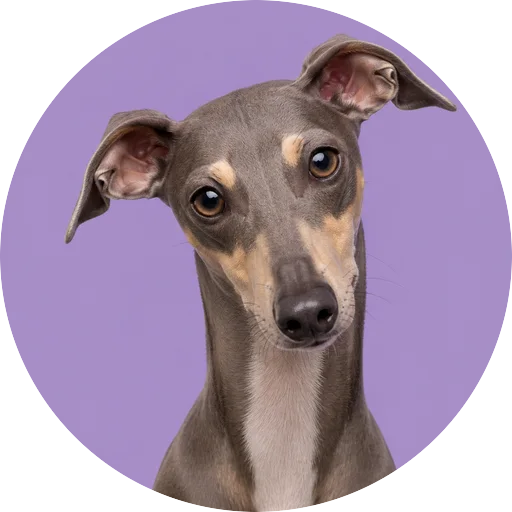 Retrato de cachorro da raça Galgo Italiano com leve inclinação da cabeça em fundo lilás