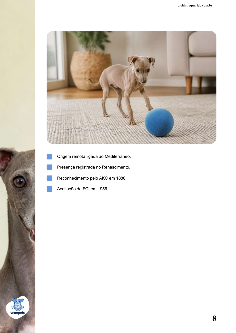 características do Galgo Italiano no e-book Guia de Como Cuidar do Galgo Italiano