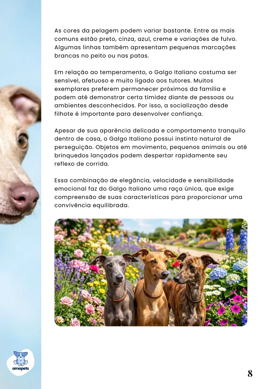 página interna do e-book Guia de Como Cuidar do Galgo Italiano