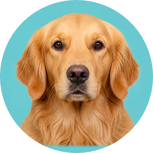 Retrato frontal de cachorro da raça Golden Retriever em fundo turquesa