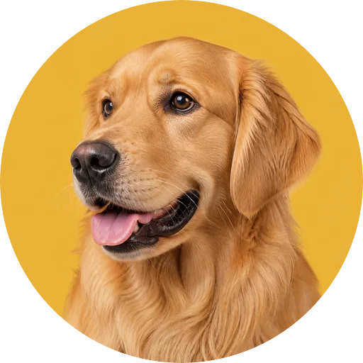 Retrato em ângulo três quartos de cachorro da raça Golden Retriever em fundo mostarda