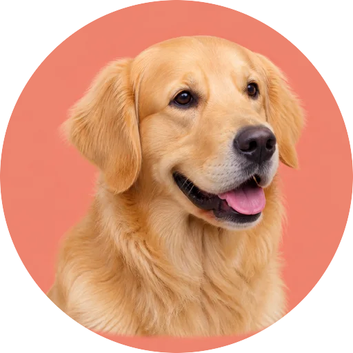 Retrato em ângulo três quartos de cachorro da raça Golden Retriever em fundo coral
