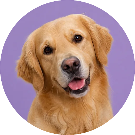 Retrato de cachorro da raça Golden Retriever com leve inclinação da cabeça em fundo lilás