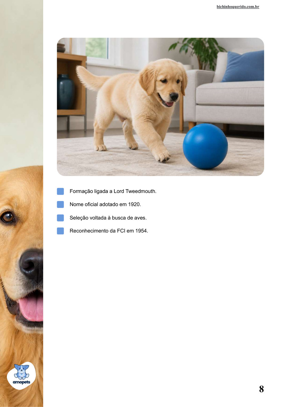 características do Golden Retriever no e-book Guia de Como Cuidar do Golden Retriever