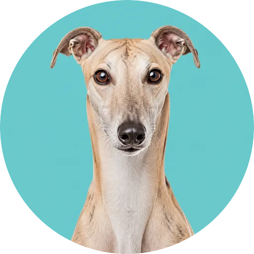 Retrato frontal de cachorro da raça Greyhound em fundo turquesa