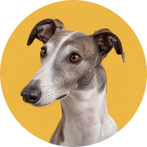 Retrato em ângulo três quartos de cachorro da raça Greyhound em fundo mostarda