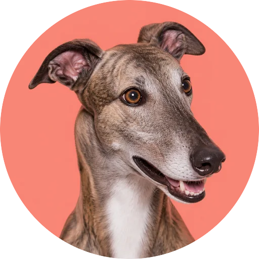 Retrato em ângulo três quartos de cachorro da raça Greyhound em fundo coral