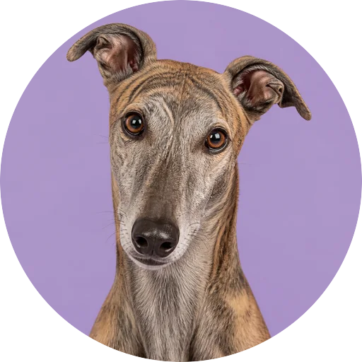 Retrato de cachorro da raça Greyhound com leve inclinação da cabeça em fundo lilás