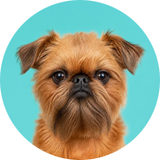 Retrato frontal de cachorro da raça Griffon de Bruxelas em fundo turquesa