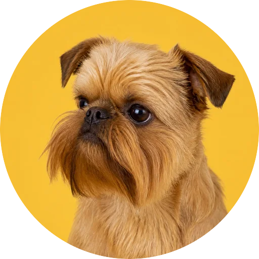Retrato em ângulo três quartos de cachorro da raça Griffon de Bruxelas em fundo mostarda