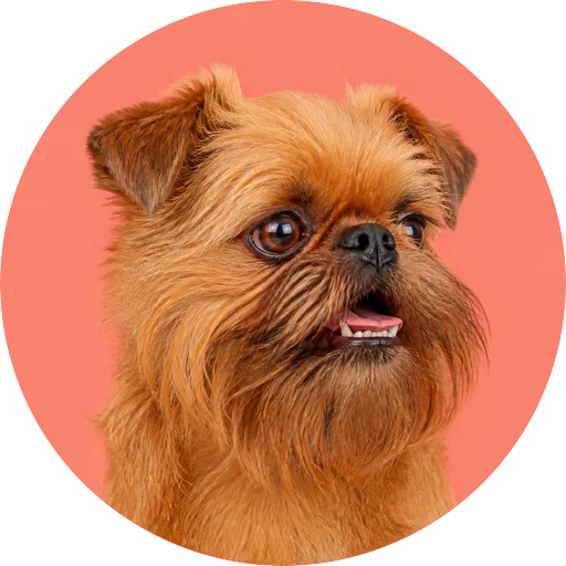 Retrato em ângulo três quartos de cachorro da raça Griffon de Bruxelas em fundo coral