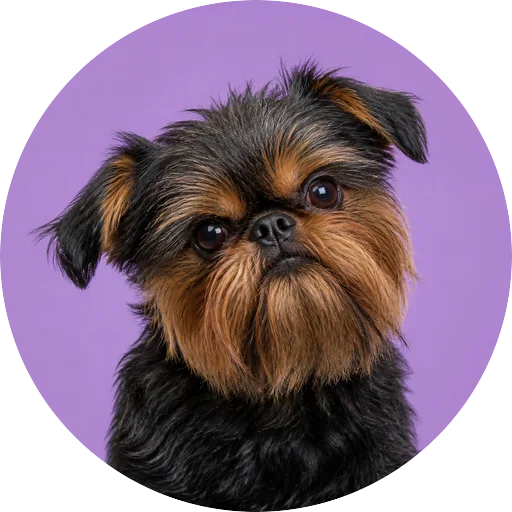 Retrato de cachorro da raça Griffon de Bruxelas com leve inclinação da cabeça em fundo lilás