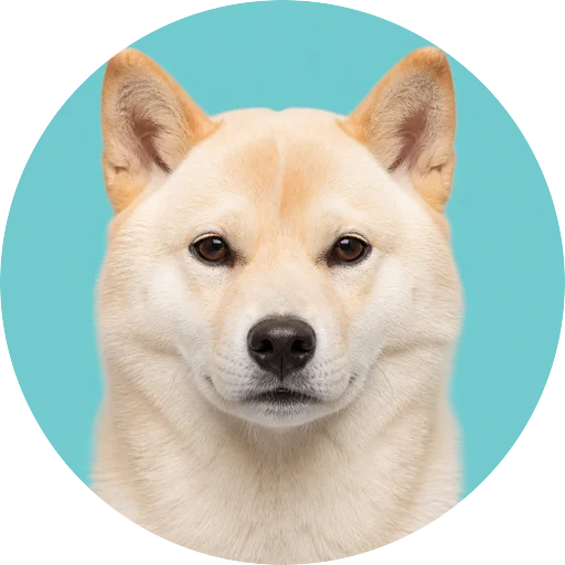 Retrato frontal de cachorro da raça Hokkaido em fundo turquesa
