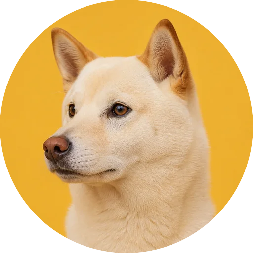 Retrato em ângulo três quartos de cachorro da raça Hokkaido em fundo mostarda