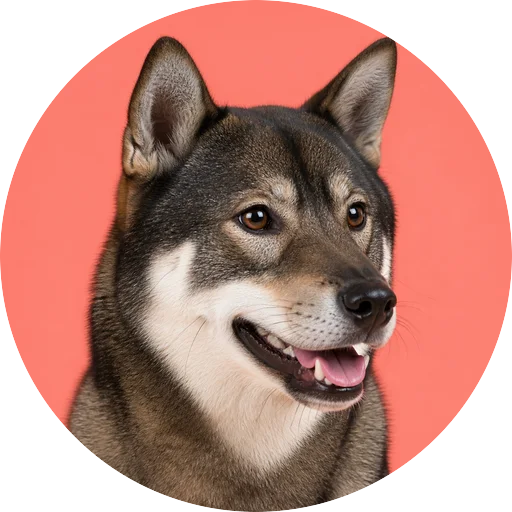 Retrato em ângulo três quartos de cachorro da raça Hokkaido em fundo coral